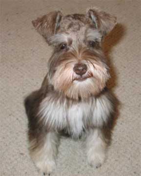 Liver Tan Schnauzer