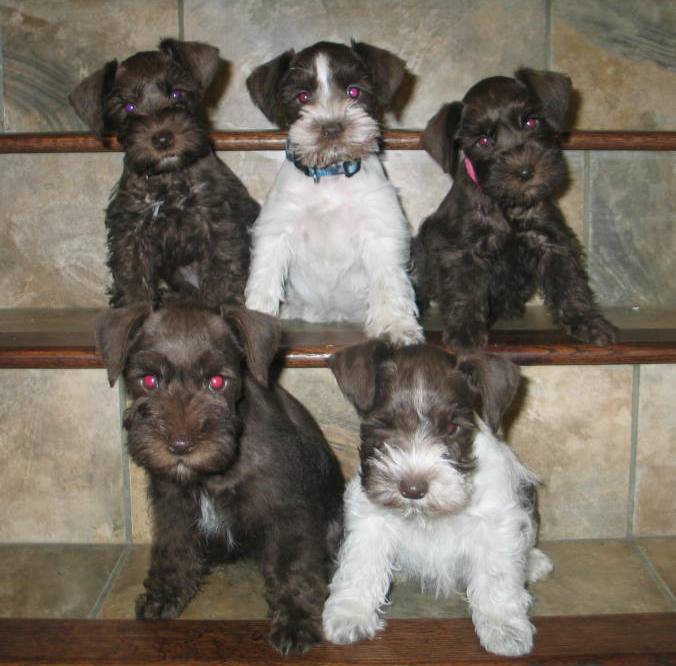 Catherine's toy and miniature schnauzers, liver parti schnauzer, female ...